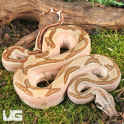 Male Hypo Labyrinth Het Anery 50% Het Albino Boa