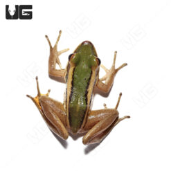 Asian Greenback Frog