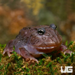 Mutant Black Hole Pacman Frog