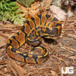 Baby Enchi Ball Python