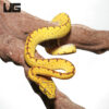 Baby Jayapura Green Tree Python