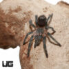 Mexican Red Rump Tarantula (.25 – .75”)