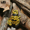 C.B. Fine Spot Bumblebee Dart Frog