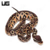 Baby Hurricane Pastel 66% Het Monarch Python (#028, #029, #030)