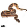 Baby Male Orange Dream Pastel Crypton (#013)