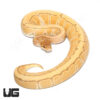 Male Orange Dream Ultra-mel Pinstripe Het Cryptic Ball Python (#053)