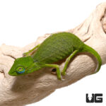 Perinet Chameleon