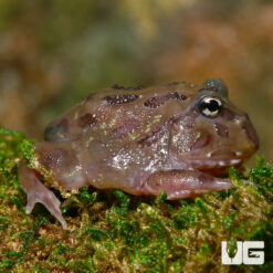Mutant Chocolate Moss Pacman Frog