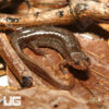 Spotted Dusky Salamander