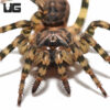 Tiger Armored Trapdoor Spider (.5-1")
