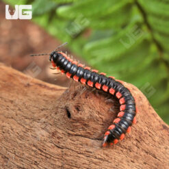 Orange Dragon Millipede