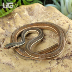 Ribbon Snake