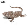 Adult Cuban False Chameleon
