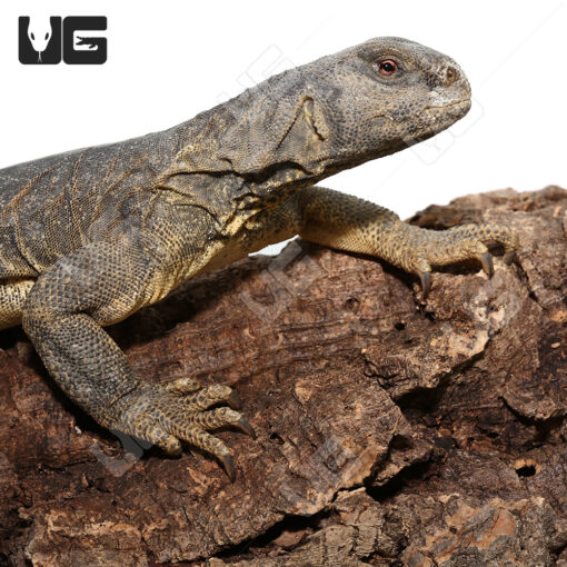Adult Egyptian Uromastyx (Uromastyx aegyptia)