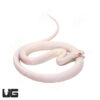 Albino Leucistic Texas Ratsnake (Bug Eyed)