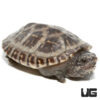 Baby Giant Mexican Musk Turtle
