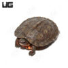 Baby Honduran Wood Turtle (Imperfect)