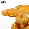 Yearling Orange Biak Green Tree Python