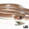 Baby West African Whip Snake