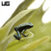 C.B Mint Terribilis Dart Frog