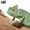 C.B. Veiled Chameleon (5-7")