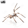 Desert Huntsman Spider (2-3")