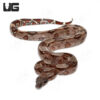 Guyana Redtail Boa