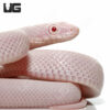 Albino Leucistic Texas Ratsnake