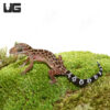 Spotted Pegu Forest Gecko