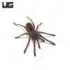 Thailand Golden Fringe Tarantula (.25-.75”)