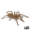 Thailand Zebra Leg Tarantula (.25 – .75”)