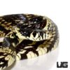 Adult Guyana Tiger Ratsnake