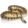 Adult Female Bumblebee Ball Python