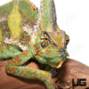 12+ Inch Veiled Chameleon