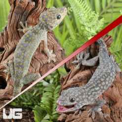 Diablo Tokay Gecko Pair