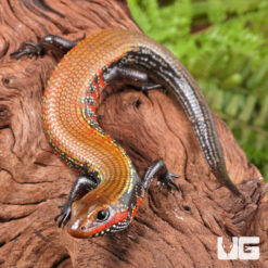 Fire Skink