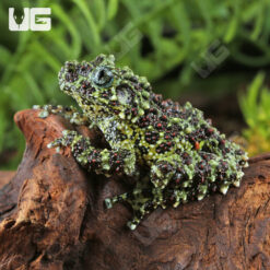 Vietnamese Mossy Frog