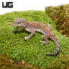 Short Fingered Gecko