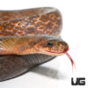 Black Copper Rat Snake (Imperfect)