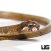 Blunt-Headed Slug Snake