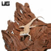 Bosc's Fringe Fingered Lizard