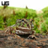 Camo Pacman Frog