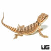 Baby Citrus Leatherback Bearded Dragon