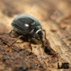 Hairy Desert Beetle