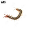 Egyptian Rainbow Centipede