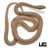 Flowered Racer