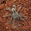 Green Femur Cobalt Blue Tarantula (.25-.75”)
