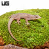 Thai House Gecko