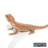 Baby Hypo Leatherback Bearded Dragon