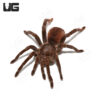 Peruvian Brown Velvet Birdeater Tarantula (4-6″)